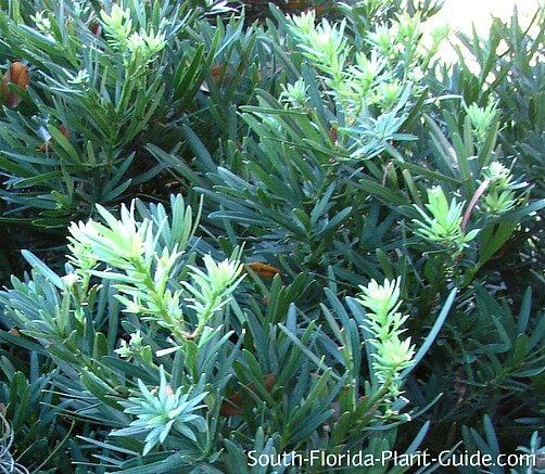 Dwarf Japanese Yew south florida plant guide