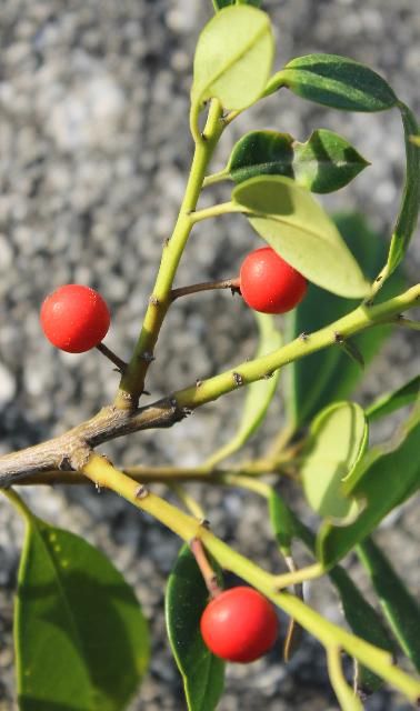 East Palatka holly UFIFAS
