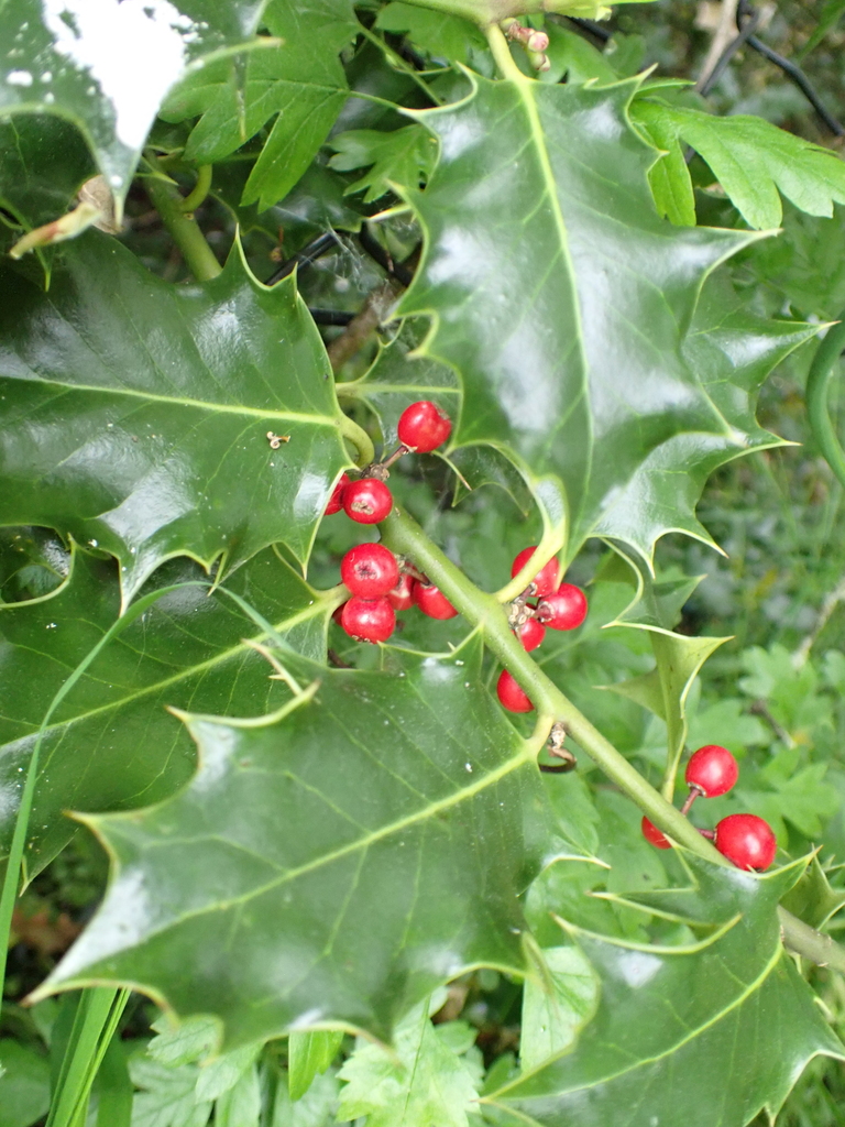 European Holly bobwardell