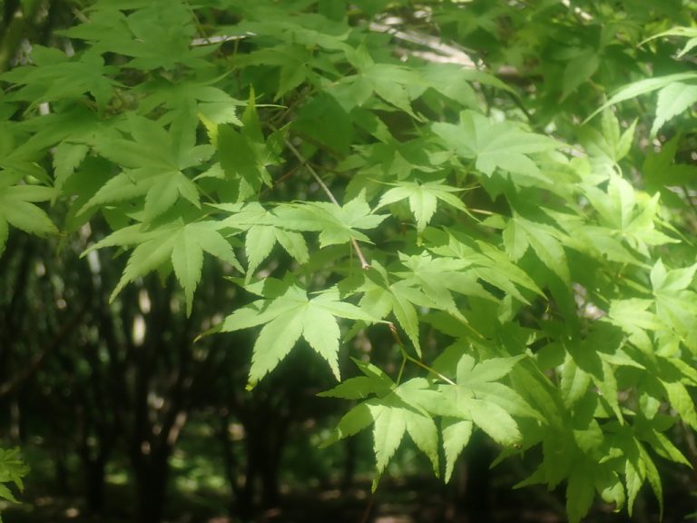 Green Japanese Maple lynnharper 768x576