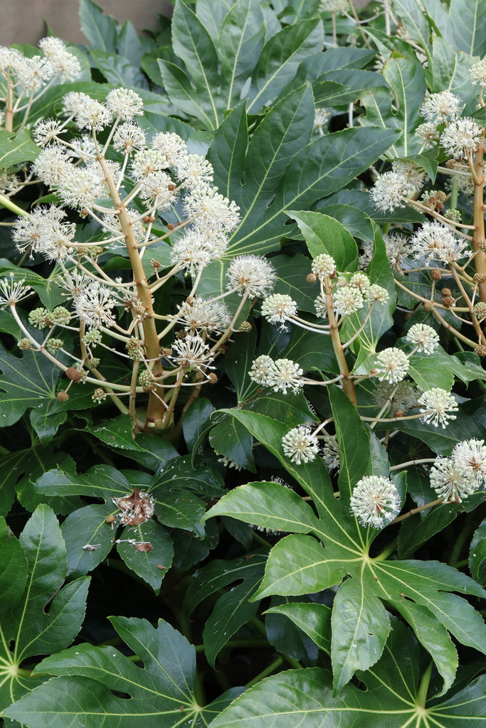 Japanese Aralia steve mcwilliam