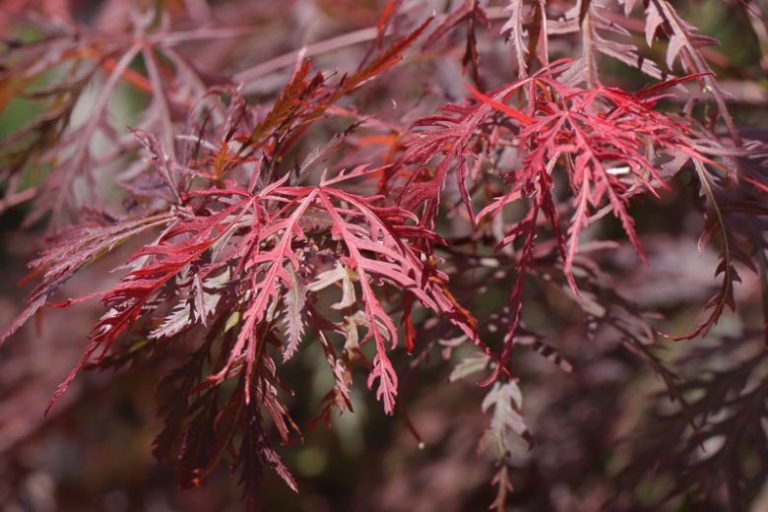 Japanese Maple Tamukeyama gardenia.net 2 768x512