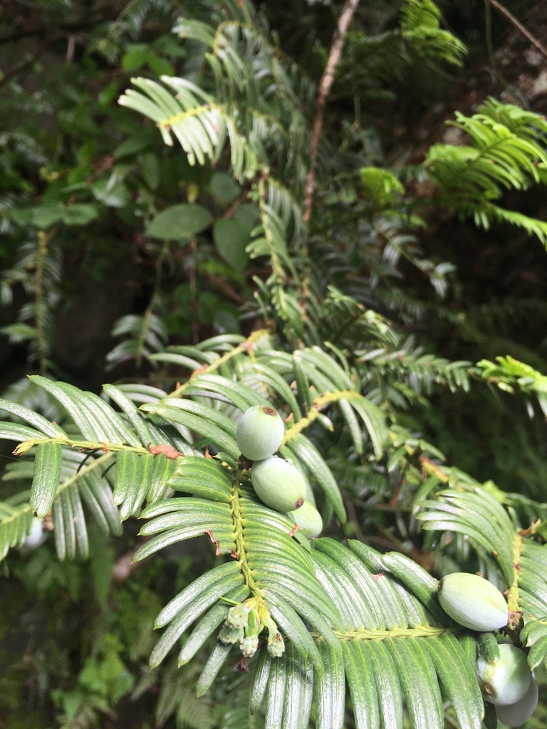 Japanese Plum Yew