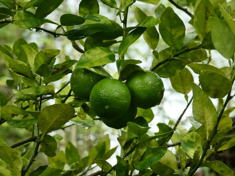 Key Lime tarranmaharaj 768x576