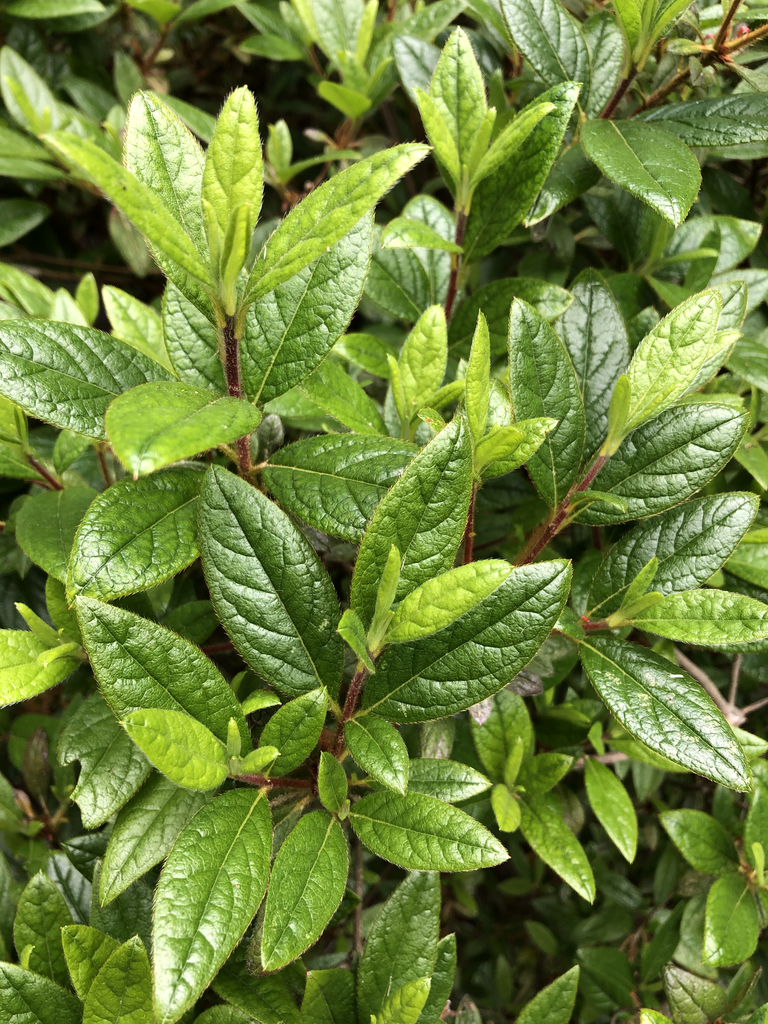Leaves close up encore azalea Andrea Laine