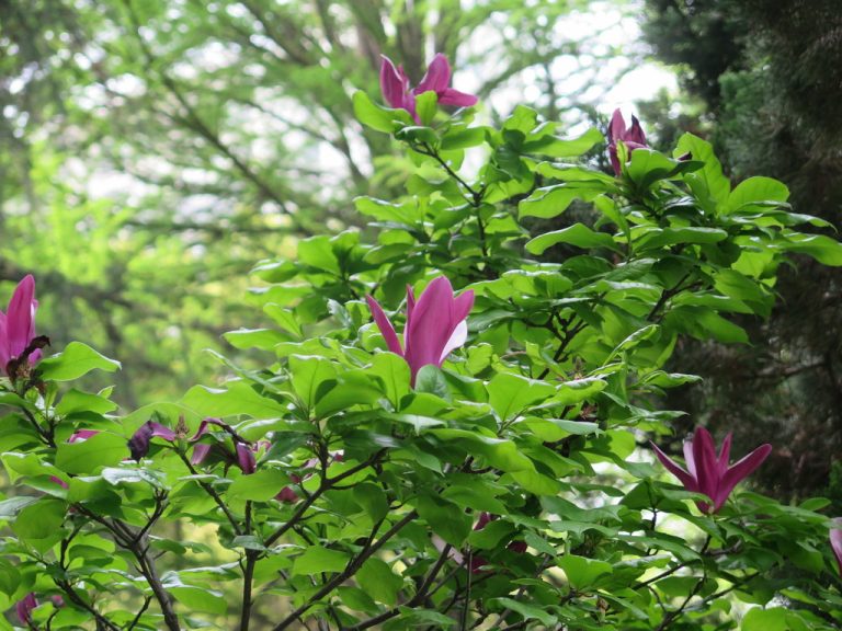 Lily Magnolia yaoli 768x576