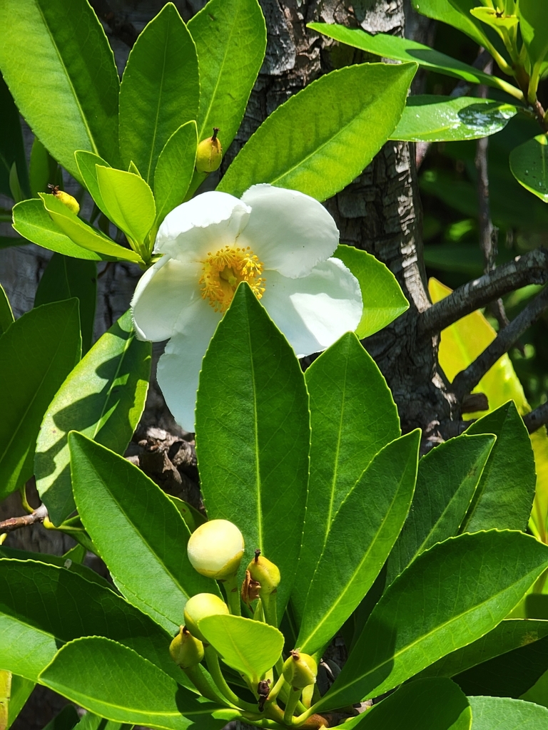 Loblolly Bay twsummer