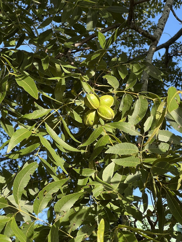 Pecan prodewald