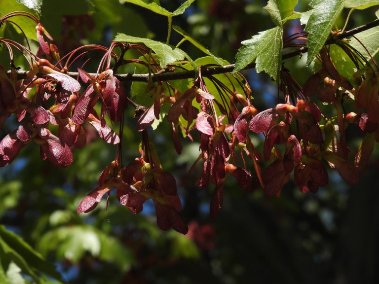 Red Maple erikschiff 2 768x576