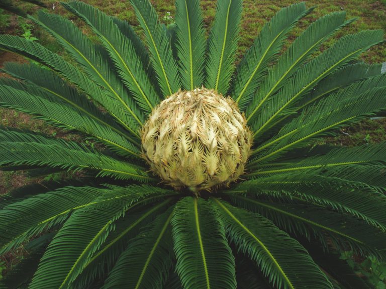 Sago Cycad kuqi baba 768x576