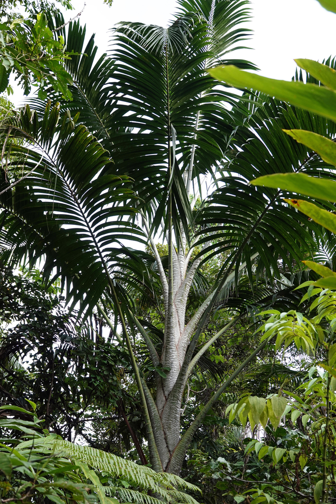 Sago Palm isidoreajar