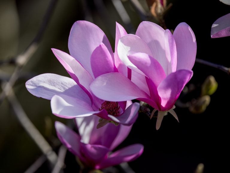 Saucer Magnolia silvertop41 768x578
