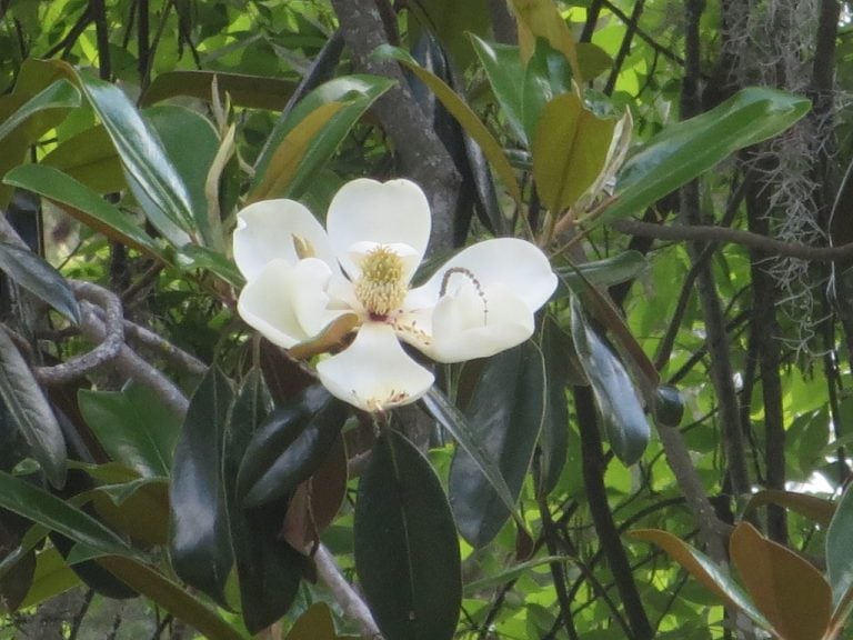 Southern Magnolia nonbinary natrulist 768x576