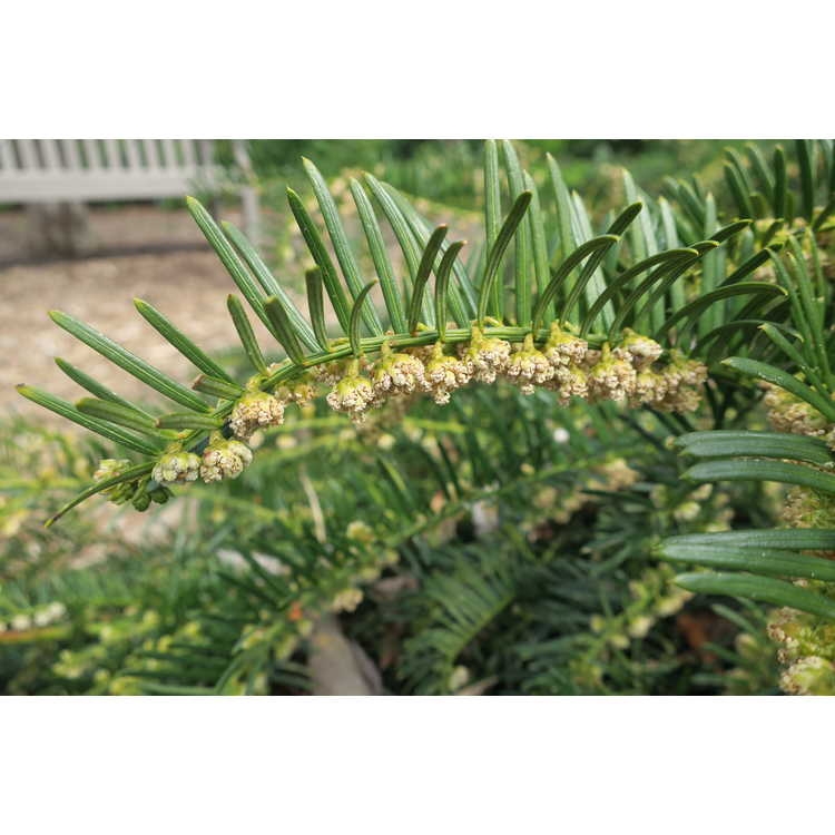 Spreading Japanese Plum Yew JC Railston Arboretum NCSU