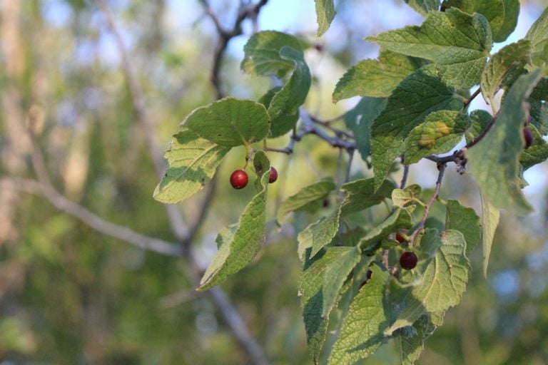 Sugar Hackberry spicycactus 768x512