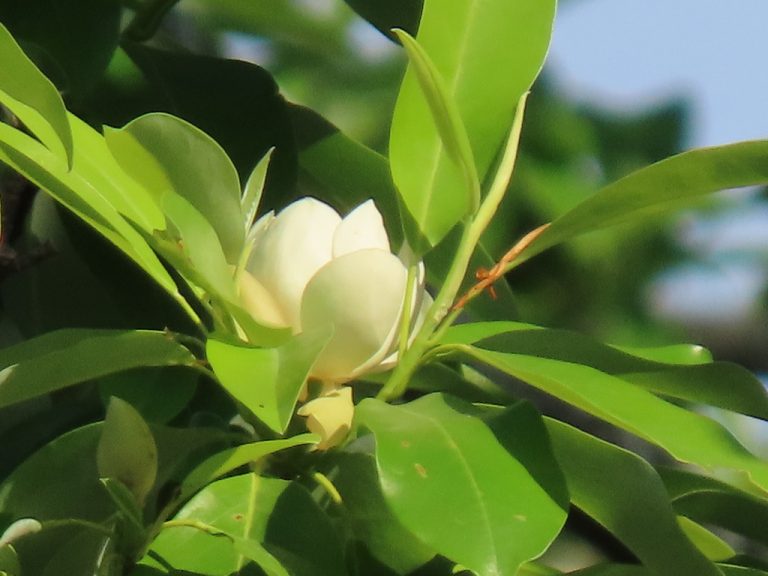 Sweetbay Magnolia kcthetc1 1 768x576