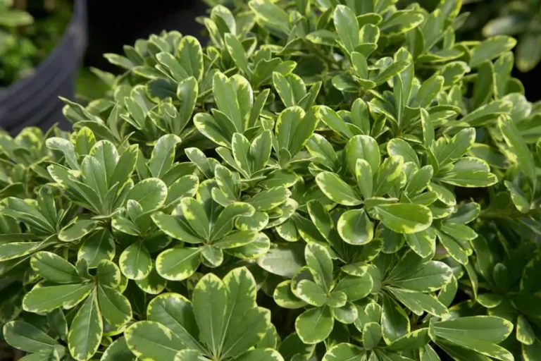 mojo pittosporum Southernlivingplants.com 2 768x512