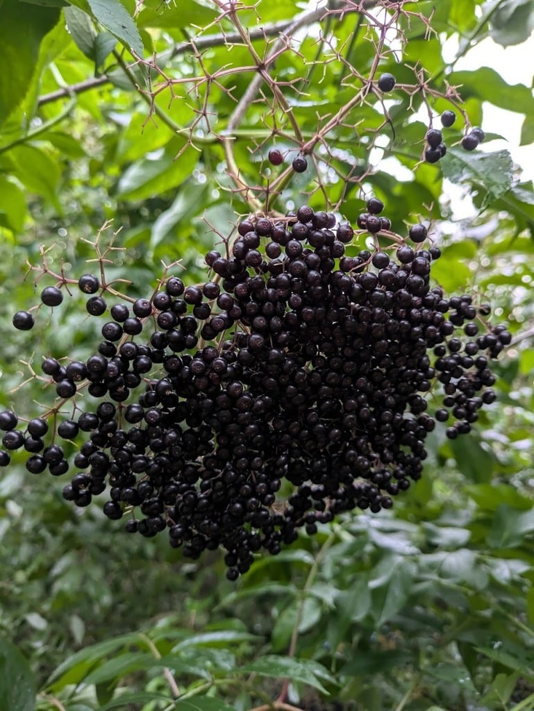 American Black Elderberry christophergs