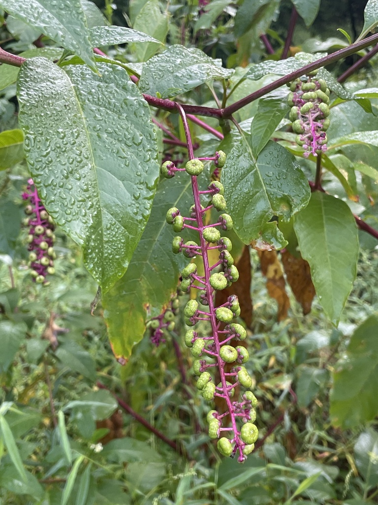 American Pokeweed andywilson