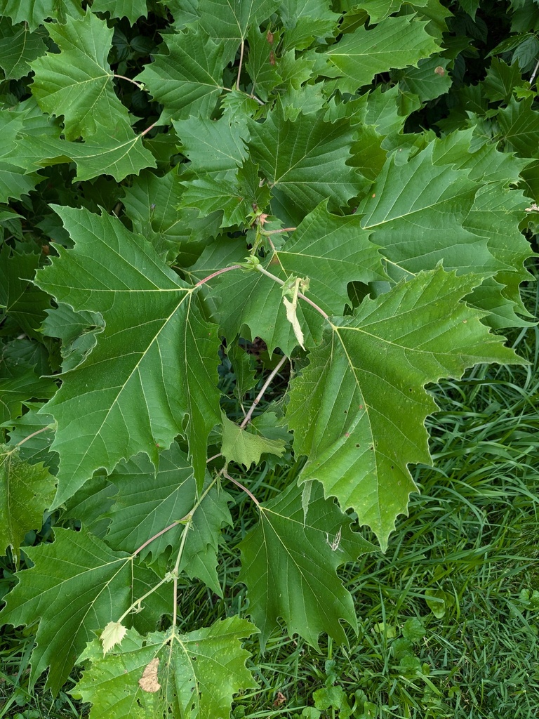American Sycamore adszakacs