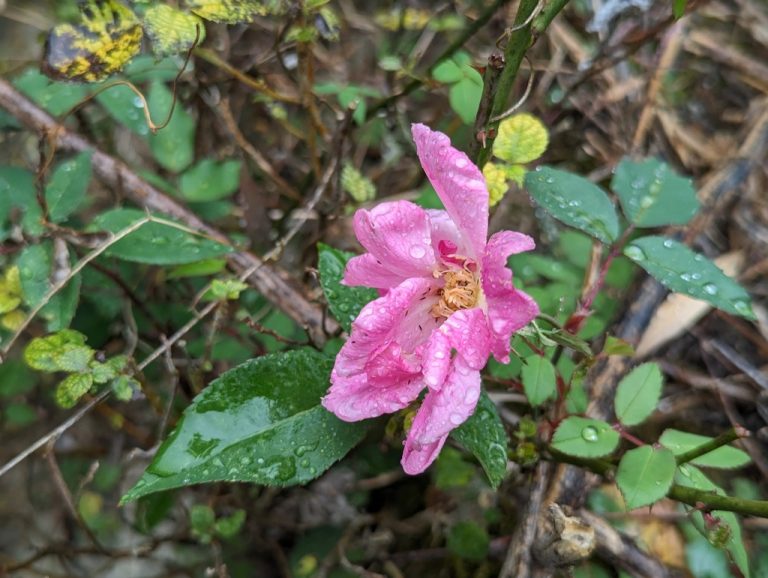 China Rose zmp 768x578