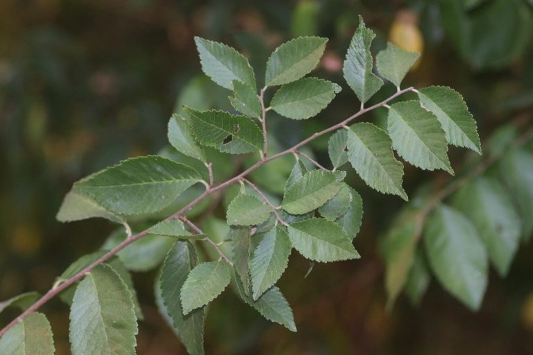 Chinese Elm dblanco 768x512