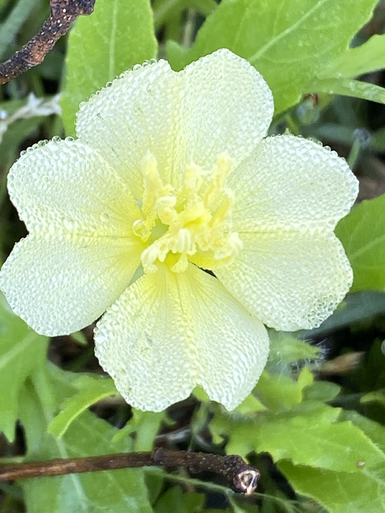Cutleaf Evening Primrose