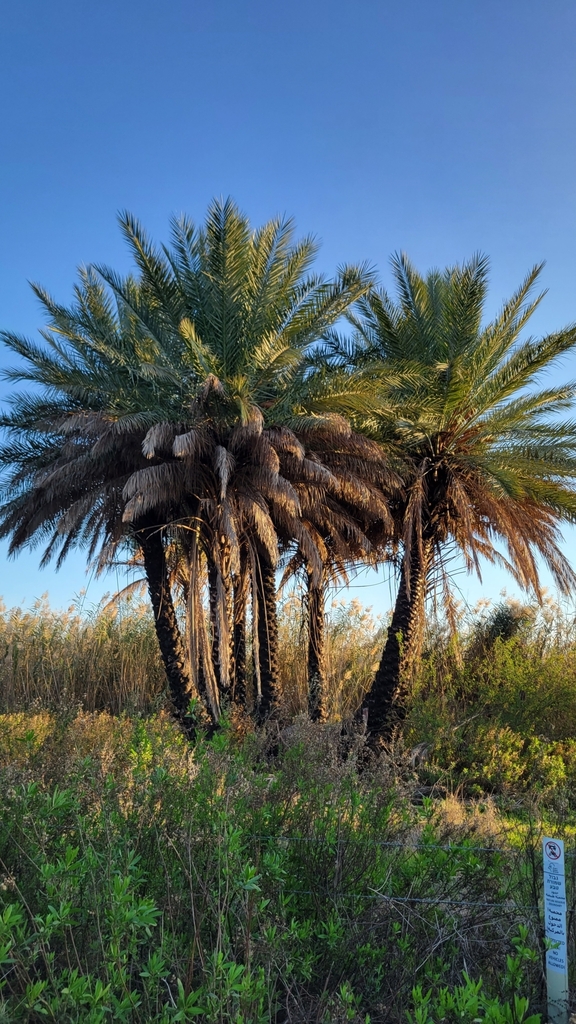 Date Palm fake id