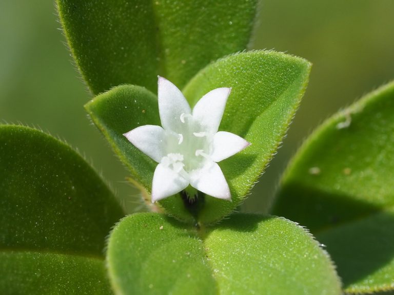 Florida Pulsey leaf0605 768x576