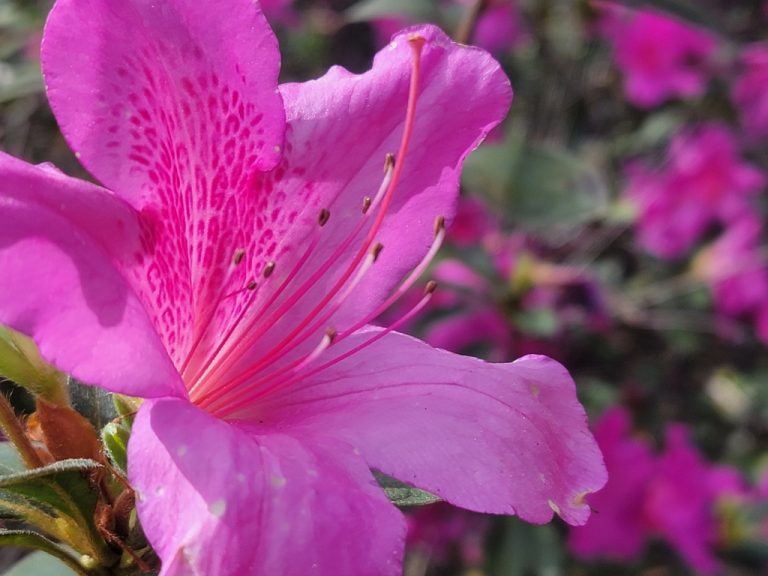 Formosa Azalea christinebraaten 768x576