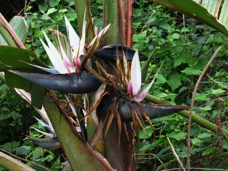 Giant Bird of paradise Flower peterrwarren 768x576