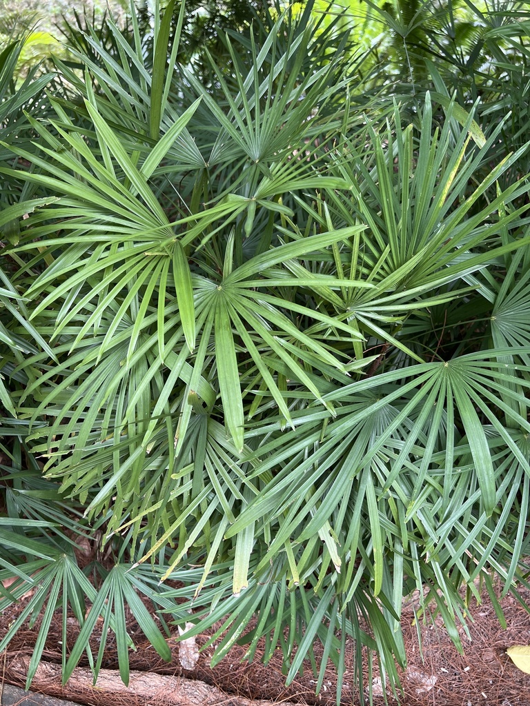Little Lady Palm lexazoeh