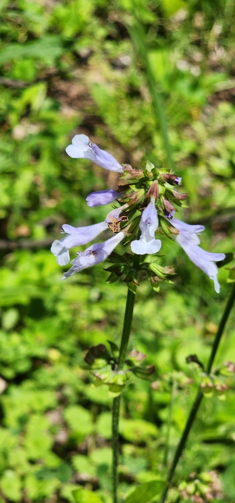 Lyreleaf Sage mustbeoutside