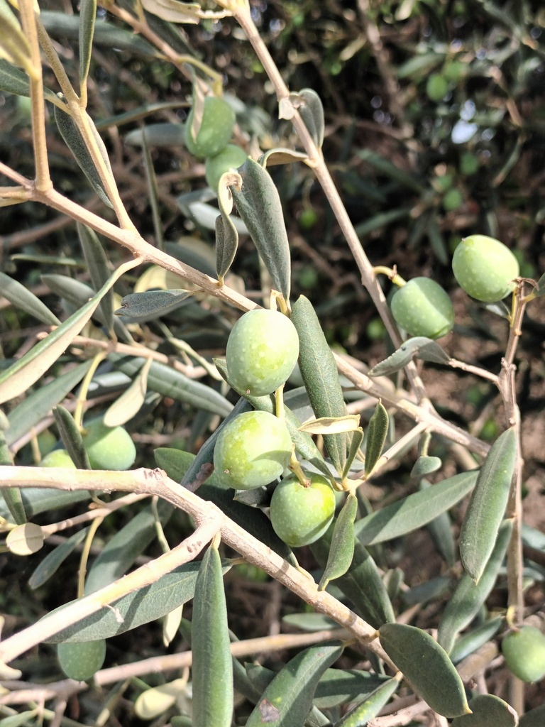 Olive sturuss