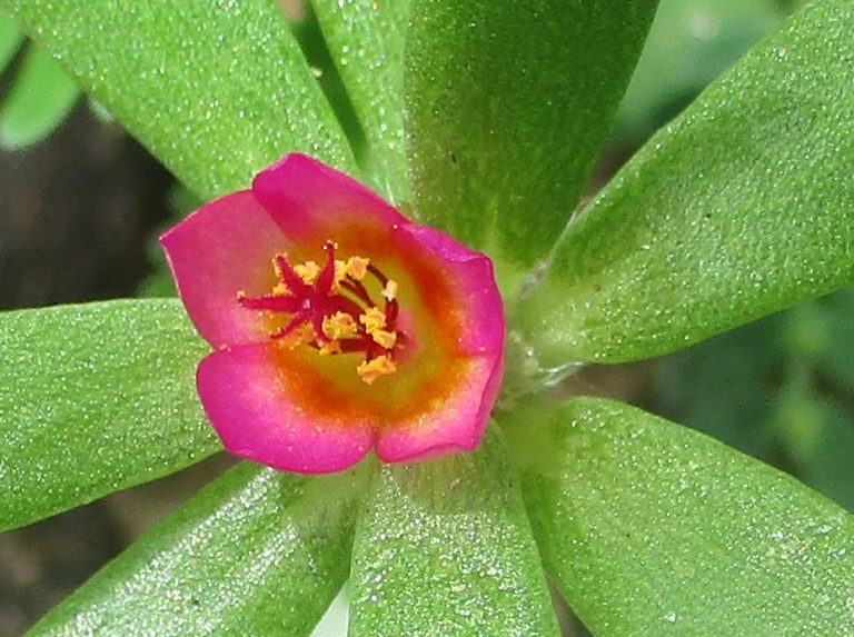 Paraguayan Purslane botswanabugs 768x573
