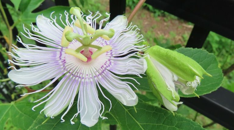 Purple Passionflower kcthetc1 768x426