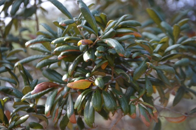 Sand Live Oak mmulqueen 768x511