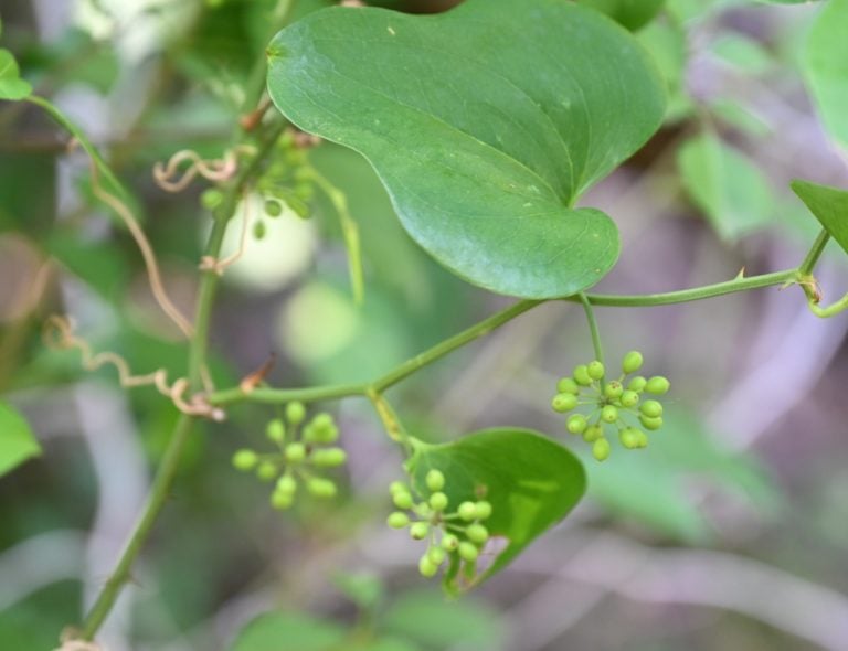Saw Greenbrier vince13 768x590
