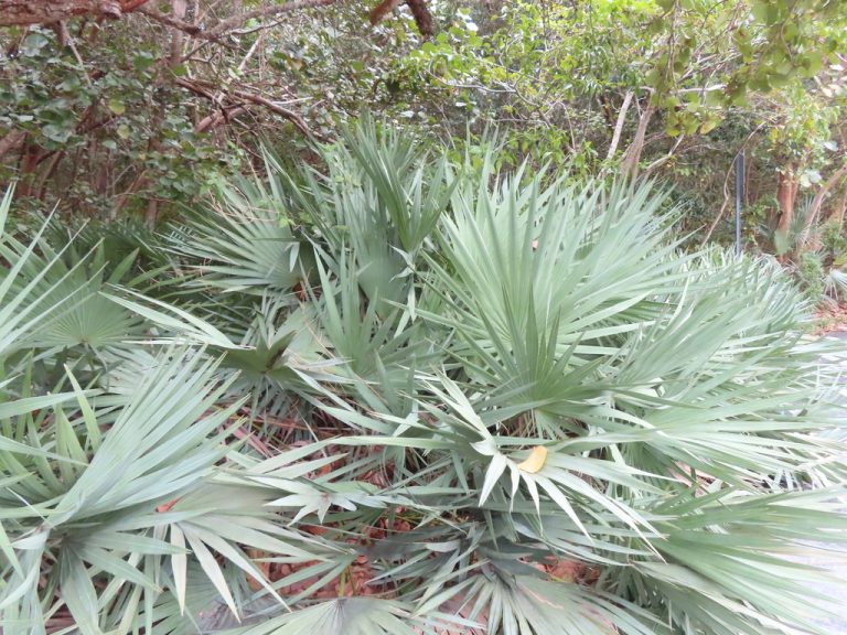 Saw Palmetto eric schmitty 768x576