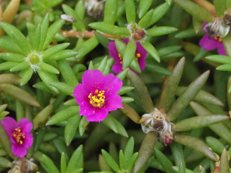 Shaggy Portulaca leaf0605 768x576