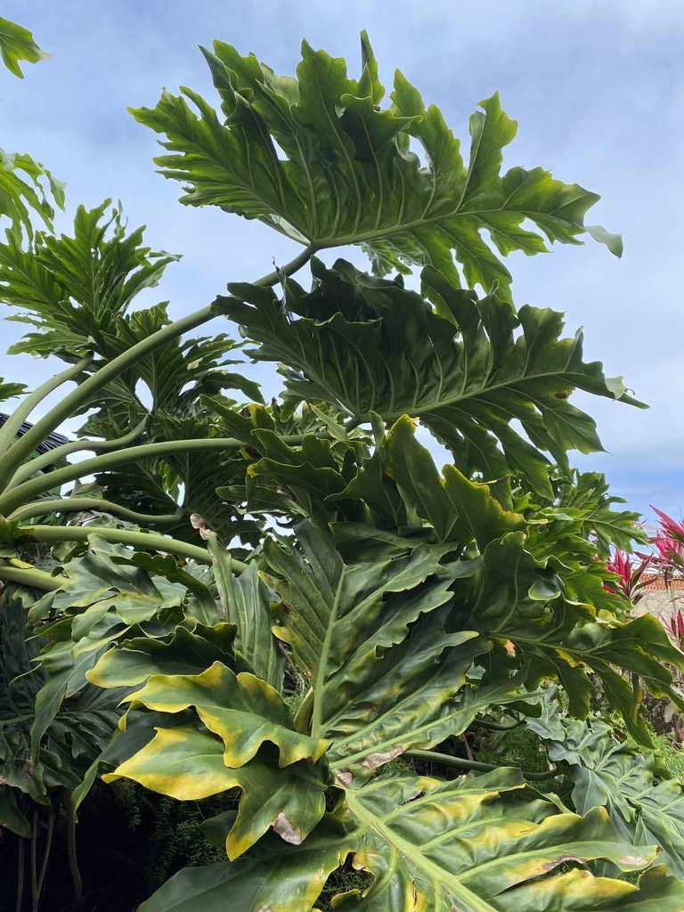 Tree Philodendron svetlanakhanty 3