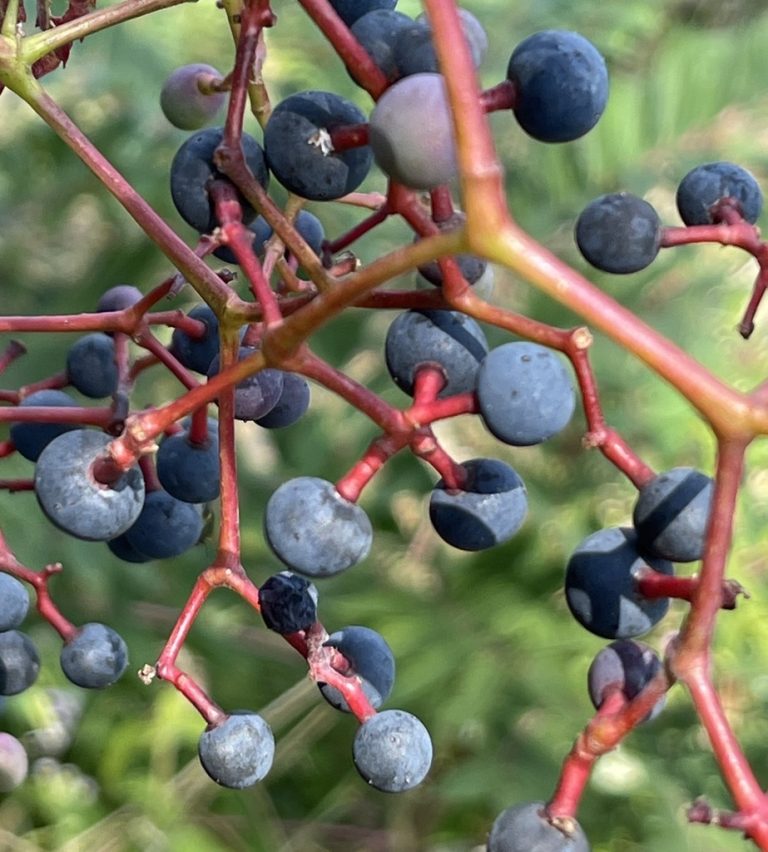 Virginia Creeper ingolfaskevold 768x852