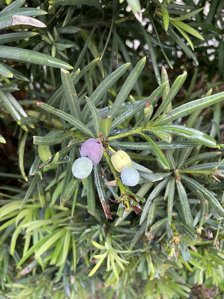 Yew Plum Pine brenna simkin