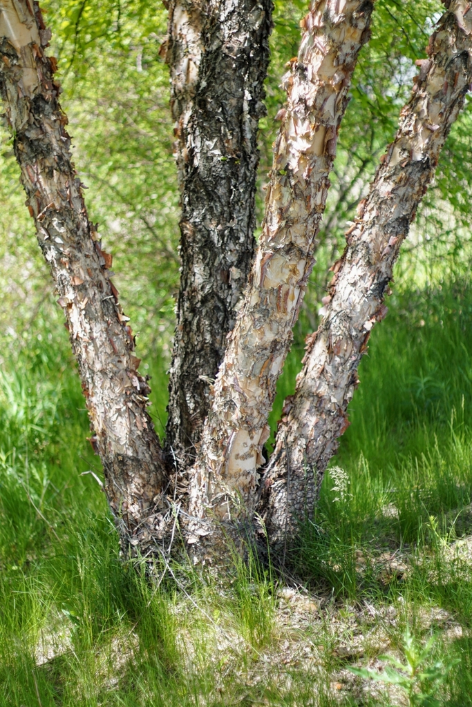 River Birch pobrito