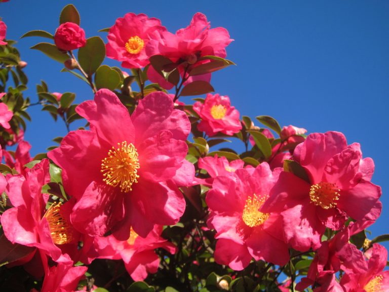 Sasanqua Camellia belvedere04 2 768x576