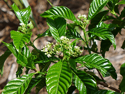 Wild Coffee 1
